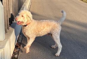 Fundmeldung Hund Männliche Winterthur Schweiz