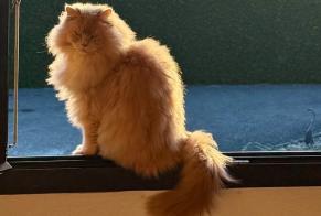 Alerta de Desaparición Gato cruce Macho , 6 años Servion Suiza